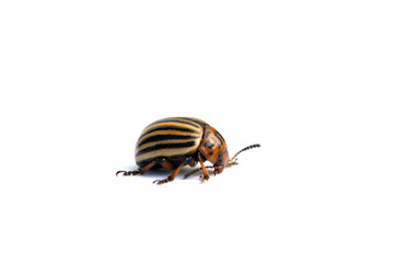Single colorado potato beetle isolated on white background