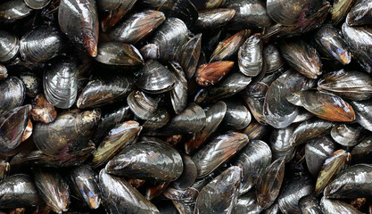 Mussels Background