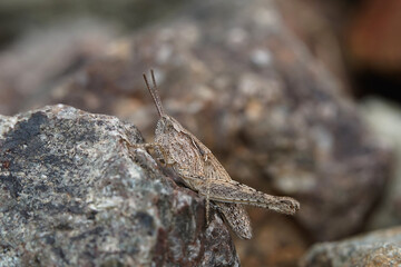 Nahansicht einer Heuschrecke