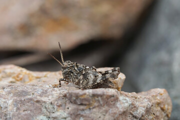 Nahansicht einer Heuschrecke