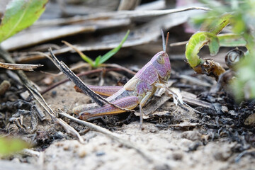 Nahansicht eines pink gelben Grashüpfers