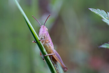 Nahansicht eines pink gelben Grashüpfers