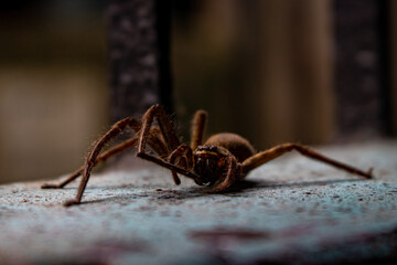 Close up of a common house spider resting on a wall