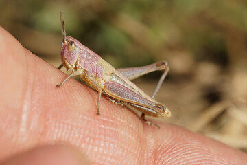 Fototapeta premium Pink gelber Grashüpfer sitzt auf einen Finger