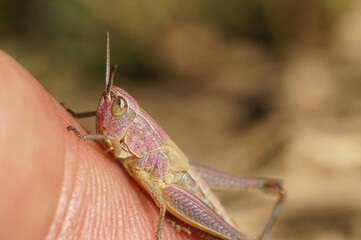 Pink gelber Grashüpfer sitzt auf einen Finger