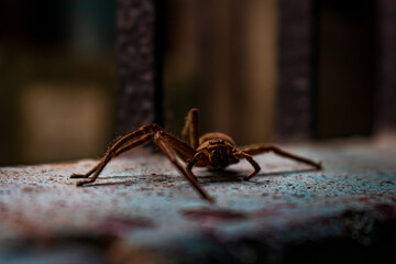 A little common house spider resting on a wall