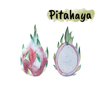 Aquarelle painting of pitahaya (dragonfruit) sketch art illustration