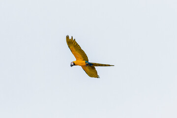 Guacamayas en Caracas 1