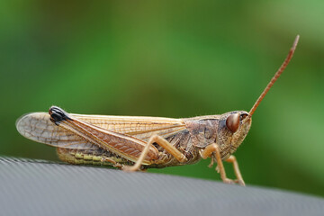 Nahansicht eines Grashüpfers