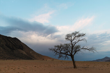 Naklejka premium Lone dry acacia tree against blue sky and dark clouds