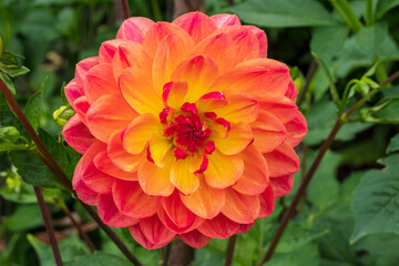 An orange dahlia in full bloom in an an english summer garden 