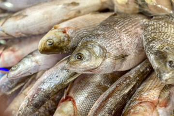 A large pile of freshly frozen fish on a store counter.