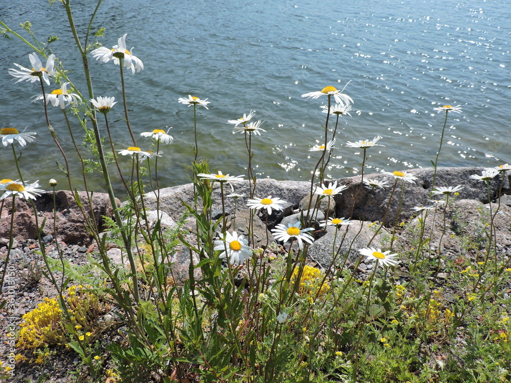 Wall mural Daisies on the coast of sea