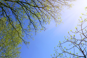 Scene of the branches of spring green tree on blue sky and sunlight background with copy space