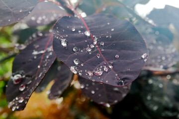 liście po deszczu