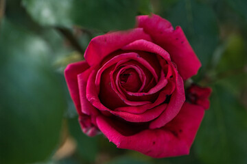 Top view of a red rose in nature background