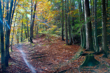 Obraz premium Borem lasem