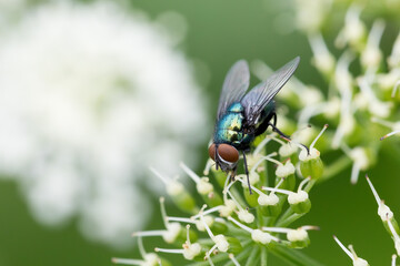 Fototapeta na wymiar Common green bottle fly feeding on white flower, Europe nature, Czech Republic insect wildlife