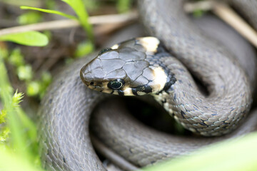 Closeup of small grass snake in natural habitat in defend pose, Natrix natrix, european wildlife, Czech Republic