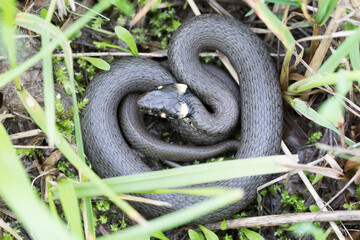 Closeup of small grass snake in natural habitat in defend pose, Natrix natrix, european wildlife, Czech Republic