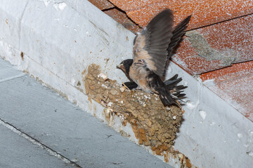Young barn swallow exercising its wings in the nest. Hirundo rustica. Province of Leon, Spain.