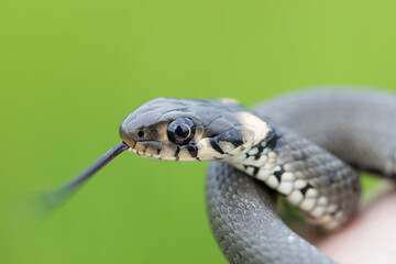 Closeup of small grass snake, Natrix natrix, european wildlife, Czech Republic