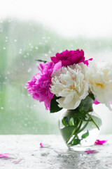 vertical image a bouquet of fresh lush fragrant multi-colored peonies in a stylish glass vase near a wet raindrops window, a cozy home decoration