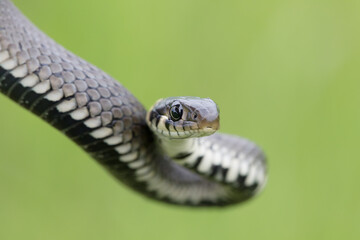 Closeup of small grass snake, Natrix natrix, european wildlife, Czech Republic