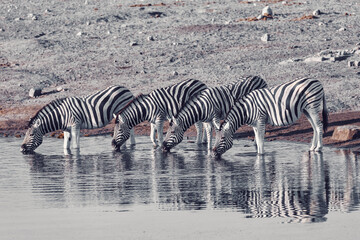 Fototapeta na wymiar Burchell's zebra family with calf drinks from waterhole, Etosha national Park, Namibia wildlife wildlife safari