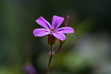 Tiny purple flowerhead closeup