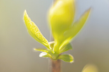 Young green leaves on the shrub.