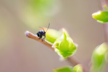 Ant on leaf, macro, selective focus.