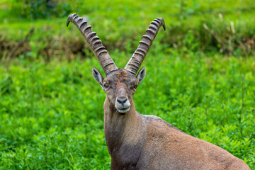 Steinbock - Alpen - Wiese - Allgäu