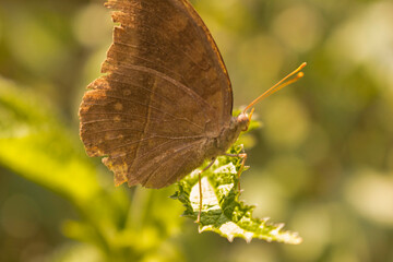 Beauty with the wings