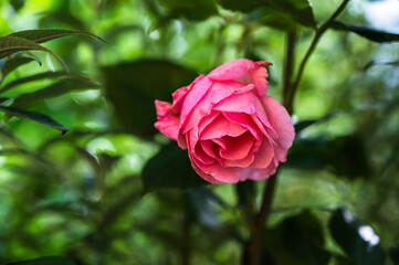 A closeup shot of a beautiful pink rose in a garden on a blurred background