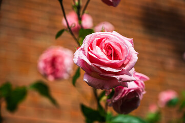 Naklejka premium A closeup shot of a beautiful pink rose in a garden on a blurred background