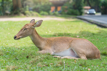 Naklejka na ściany i meble deer sleep on green grass in the garden of zoo