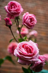 A closeup shot of a beautiful pink rose in a garden on a blurred background