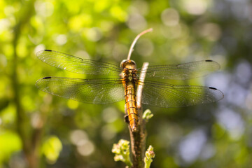 The grace of dragonfly
