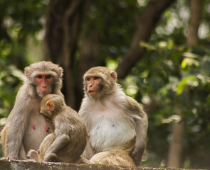 The macaques constitute a genus of gregarious Old World monkeys of the subfamily Cercopithecinae. The 23 species of macaques inhabit ranges throughout Asia, North Africa, and Gibraltar. 