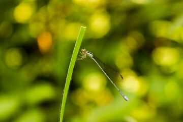 The grace of dragonfly