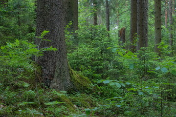 Pine, spruce and a bit of a deciduous forest - Pskov jungle