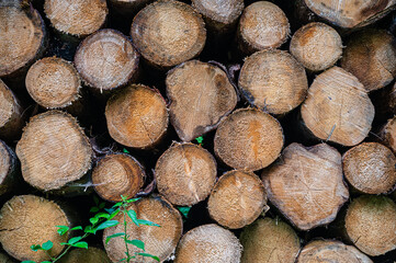 A closeup texture of stacked wood logs