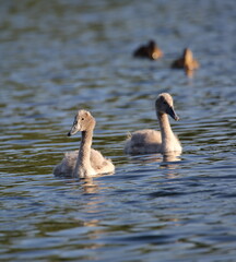 Young swans in water 