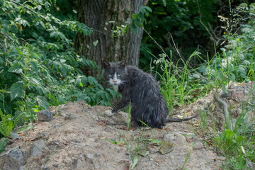 A wet ragged cat near a thicket
