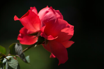 beauty of Roses