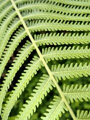 green fern leaves. Natural fresh color leaf pattern background 