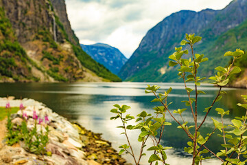 Naklejka premium View on fjord Sognefjord, Gudvangen Norway
