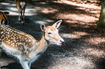 A closeup shot of cute young deer in a natural environment