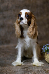 cavalier king charles spaniel